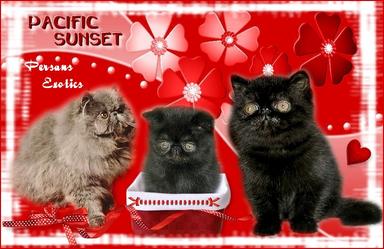 Chatterie  PACIFIC SUNSET Exotics Shorthair & Persans*