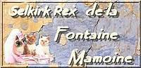 Chatterie FONTAINE MAMOINE Selkirk Rex *