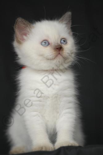 Chatons du Be a British Cat
