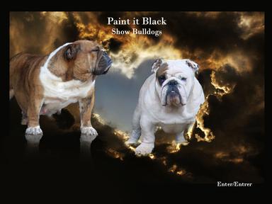 Elevage PAINT IT BLACK Mastiff & Bulldog*