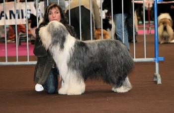 Elevage D'OUSSE VALLEE Bearded Collie *