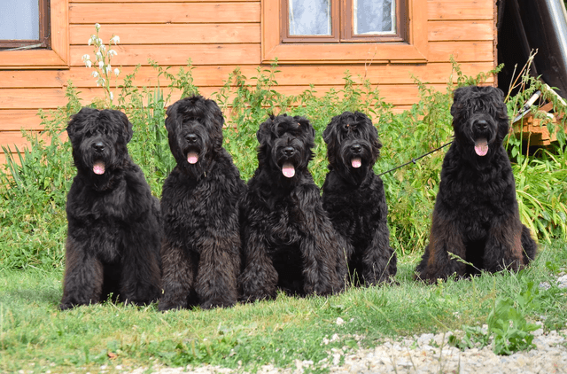 Elevage familial Terrier Noir Russe