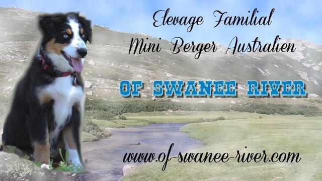 Elevage OF SWANEE RIVER mini Berger Australien *