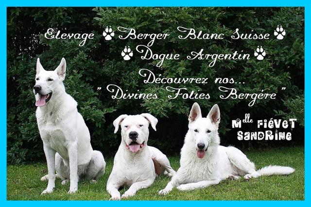 Elevage DIVINES FOLIES BERGERE Berger Blanc Suisse & Dogue Agentin *