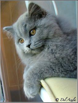 Chatterie DEL AZULA Chartreux British Highland Fold *