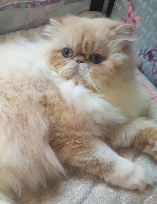 Tous Les Eleveurs D Exotic Shorthair Tous Les Eleveurs D Exotic Shorthair