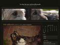Elevage LE CLAN DE TARA Irishwolfhounds*