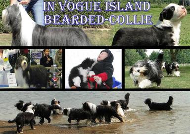 Elevage IN VOGUE ISLAND Bearded Collie *