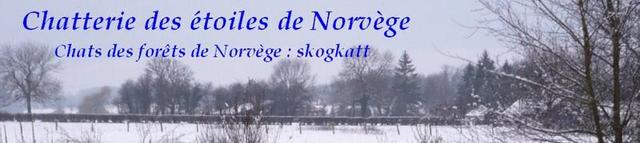 Chatterie ETOILES DE NORVEGE Norvegien*