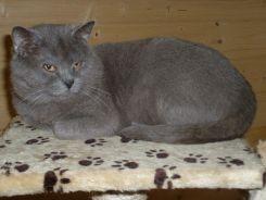 Chatterie DU WADABISHOO Chartreux *