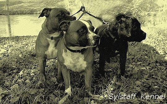 Elevage SYLSTAFF Saffordshire bull terrier *