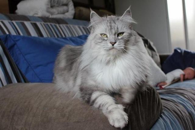 Chatterie MEO LINH Maine Coon *