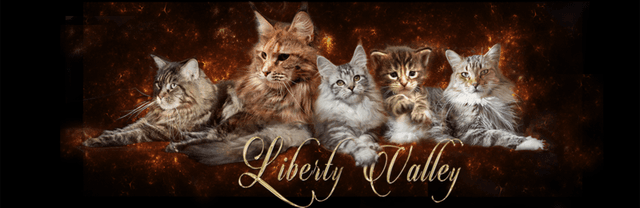 Chatterie LIBERTY VALLEY Maine Coon *