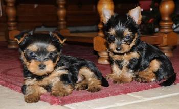 Elevage OF AUDENSHAW PARADISE Yorkshire Terrier *