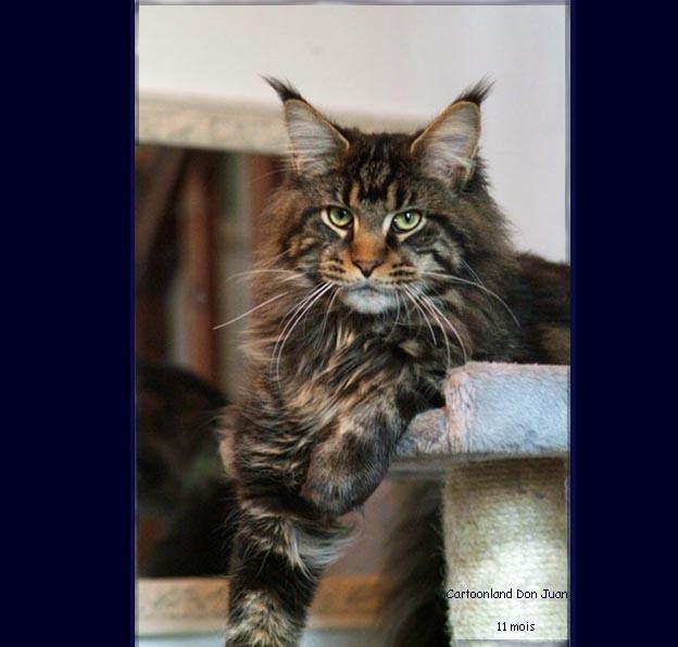 Chatterie CARTOONLAND Maine-Coon *
