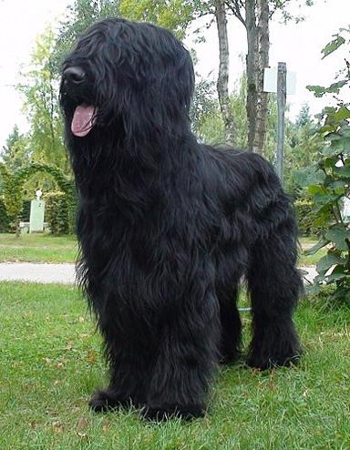 CAMPOS BLACK DE PASSIONEDAN blog sur mon chien BRIARD *