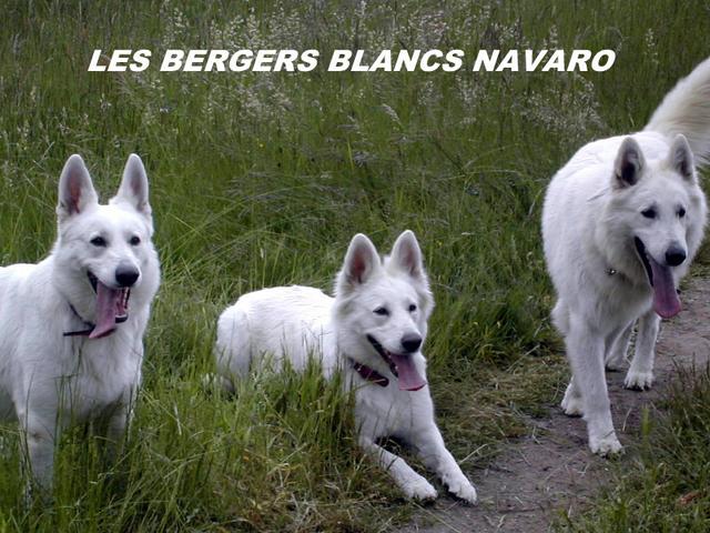 Elevage LES BERGERS BLANC NAVARO Bergers blancs suisse