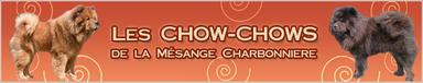 Elevage DE LA MESANGE CHARBONNIERE Chow Chows *