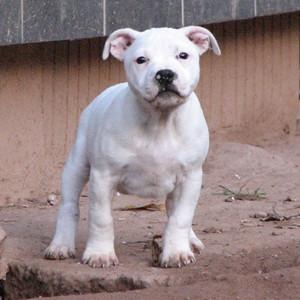 Elevage STAFFONLY American Staffordshire Terrier *