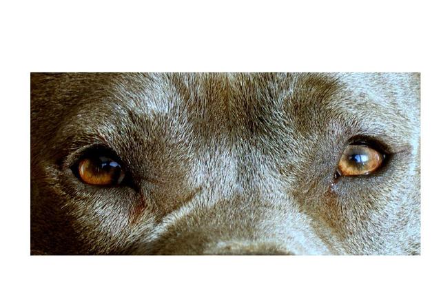 Elevage LA GRIFFE DU DIAMANT BLEU American Staffordshire Terrier*