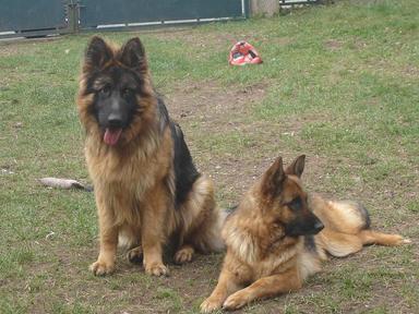 Centre Cynophile BONTE & CHIENS elevage berger allemand*