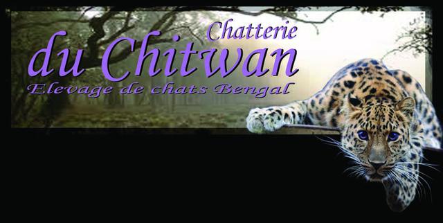 CHATTERIE CHITWAN chats Bengal *