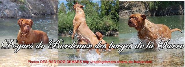 Elevage DES BERGES DE MA SARRE Dogues de Bordeaux *