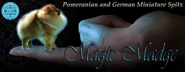Elevage MAGIC MADGE Pomeranian Kleinspitz Estonia *
