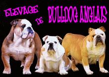 Elevage MIGHTY DIAMOND'S KENNEL Bulldog Anglais *