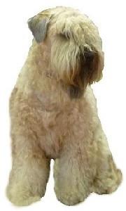 Elevage SOFT DOG CITY race Irish Soft Coated Wheaten Terrier *