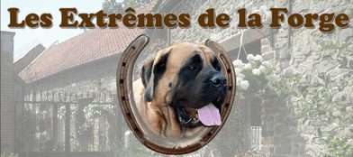 Elevage DES EXTREMES DE LA FORGE Mastiff Labrador*