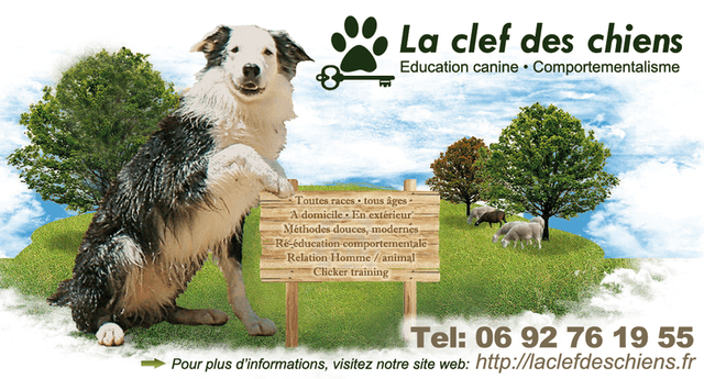 LA CLEF DES CHIENS éducation canine positive à La Réunion*