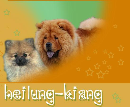 Elevage chatterie D'HEILUNG KIANG Chow Chow Persan Exotic Shortair *