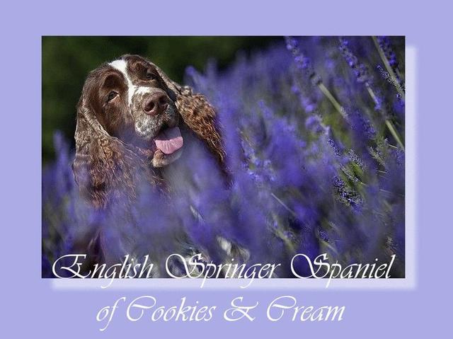Elevage OF COOKIES AND CREAM English Springer Spaniel *