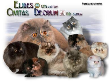 Chatterie CIVITAS DEORUM chats Persans*