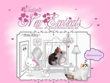 Chatterie NEW EXOTICATS NEWSTUFF Persan Exothic Shorthair *