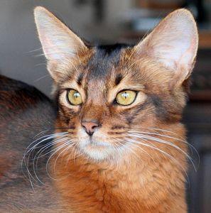 Chatterie CADICHA Somalis & Abyssins