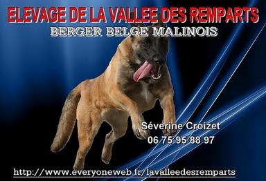 Elevage DE LA VALLEE DES REMPARTS Berger Belge Malinois