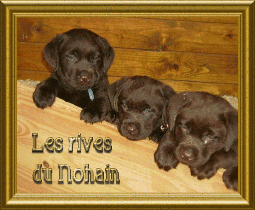 Elevage LES RIVES DE NOHAIN Labrador Chocolat et Noir *
