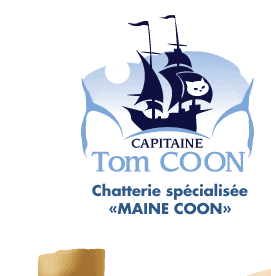 Chatterie CAPITAINE TOM COON Maine Coon*