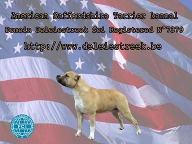Elevage DOMEIN DELEIESTREEK  American Staffordshire Terrier