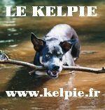 Elevage DU PARC DE LA BOUCARDIERE Australian Kelpie