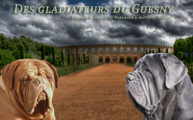 Elevage DES GLADIATEURS DU GUESNY Dogue de Bordeaux*