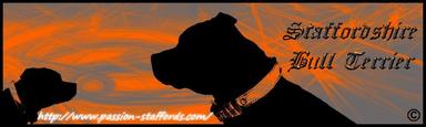 Forum Passion-Staffords pour les passionnés du Staffordshire Bull Terrier *