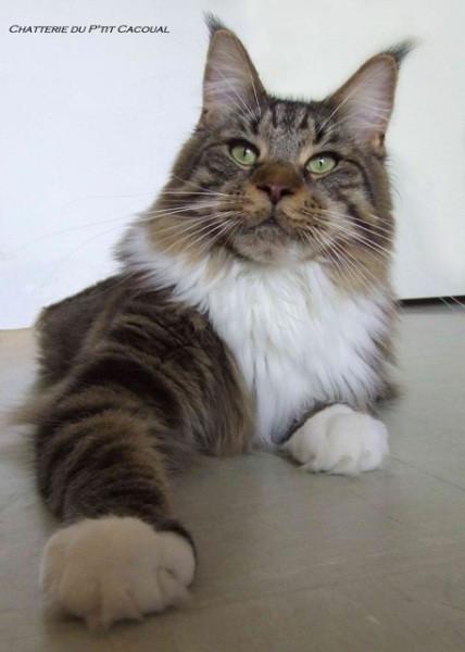 Chatterie DU PTIT CACOUAL Maine Coon *