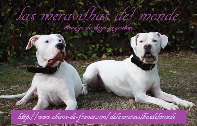 Elevage DE LAS MERAVILHAS DEL MONDE Dogo Argentino**26/06**