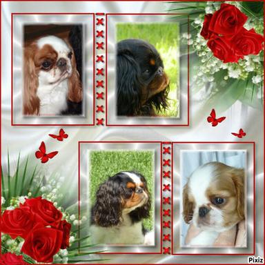 Elevage DES ROCHERS D AGERNA King Charles Spaniel*