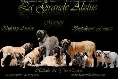 Elevage LA GRANDE ALZINE Mastiffs Bulldogs Anglais Français *