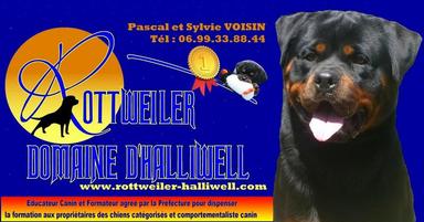 Elevage DOMAINE D HALIWELL Rottweiler *