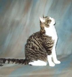 Chatterie CHAR S American Wirehair American Shorthair 